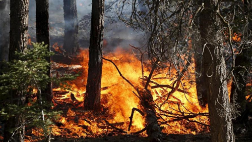 Dal giorno 8 luglio 2026 stato di massima pericolosità per incendi boschivi